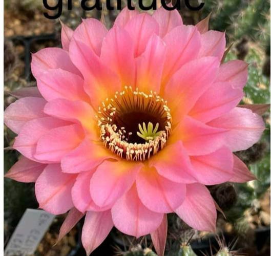 Siracactus-Cactus-Echinopsis-Hybrid-gratitude.jpg