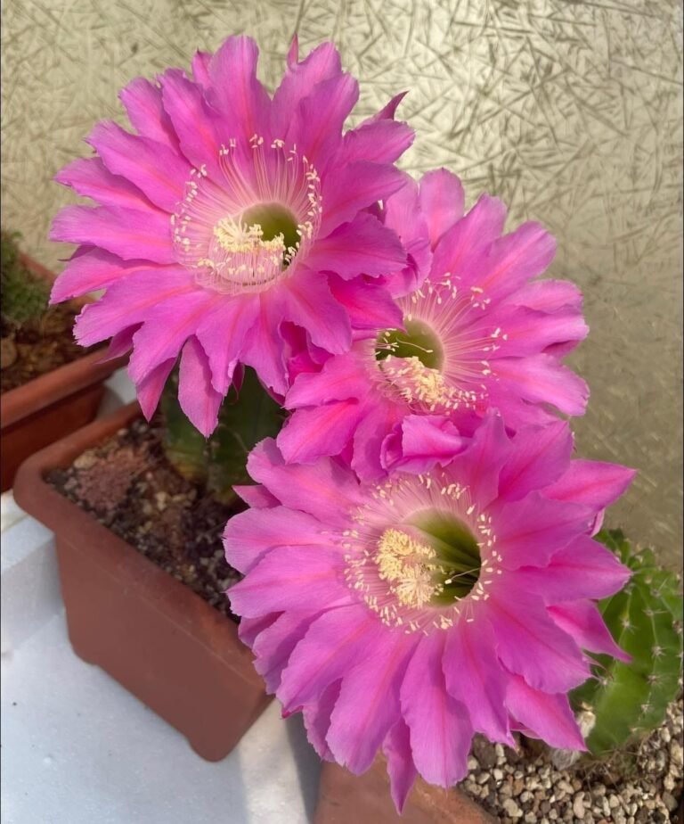 Siracactus-Cactus-Echinopsis-Maria-piazza.jpg