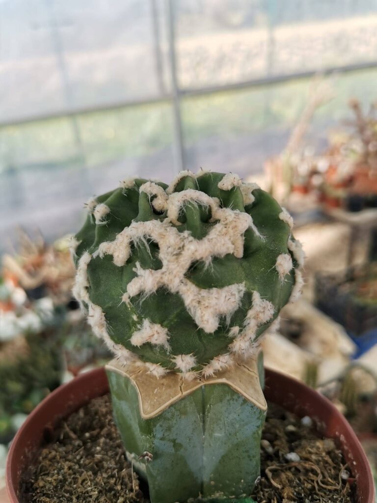 Siracactus-Cactus-Echinopsis-Multiplex-innestata.jpg