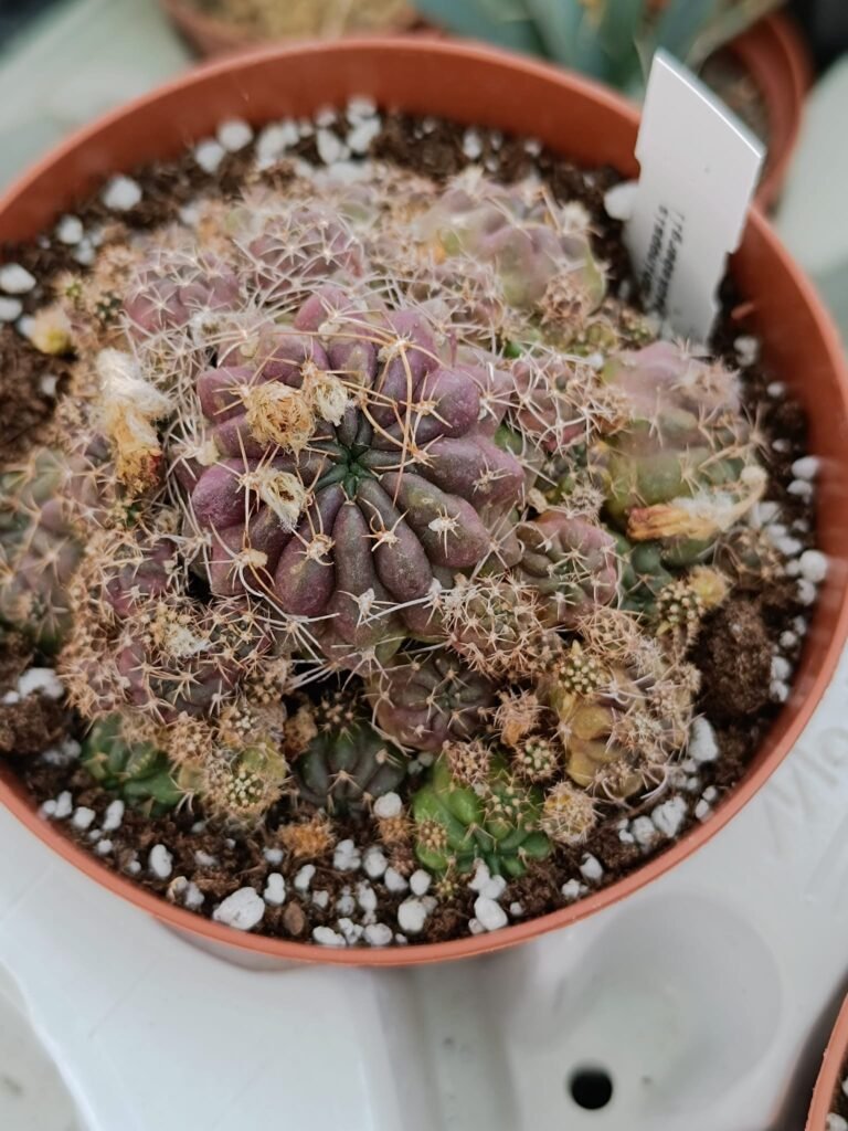 Siracactus-Cactus-Echinopsis-backebergii.jpg