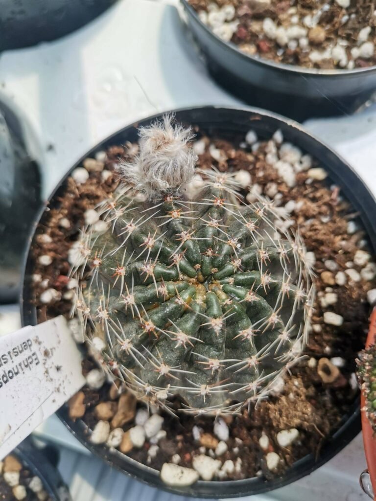 Siracactus-Cactus-Echinopsis-densispina.jpg