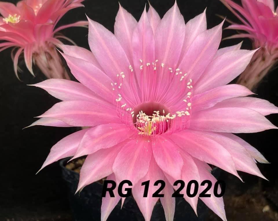 Siracactus-Cactus-Echinopsis-hybrid-12.jpg