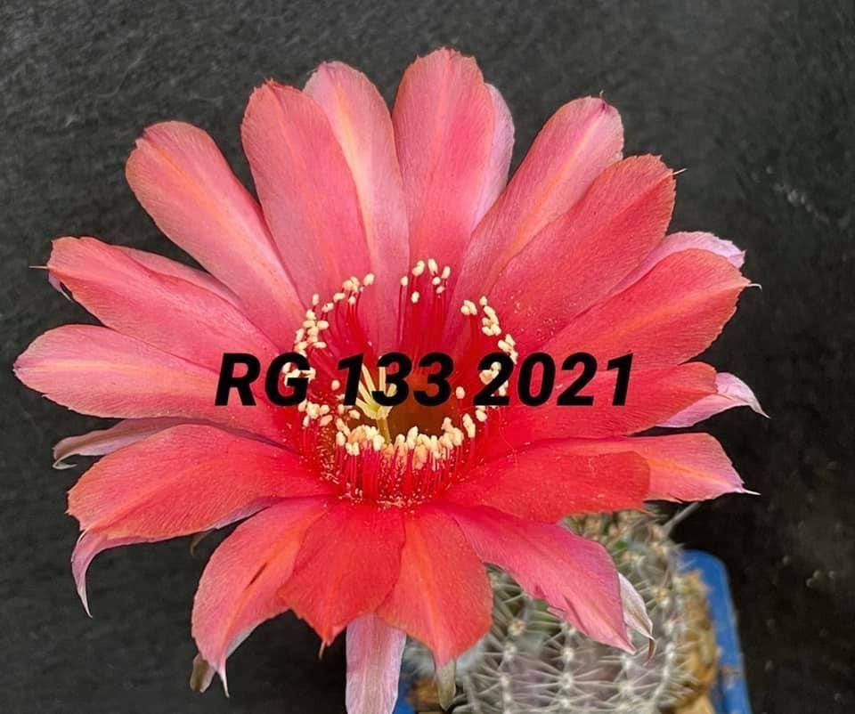 Siracactus-Cactus-Echinopsis-hybrid-133-2020.jpg