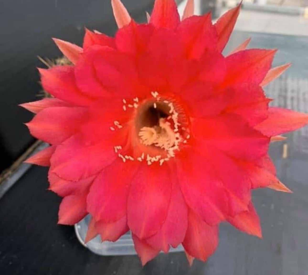 Siracactus-Cactus-Echinopsis-hybrid-138-2020.jpg