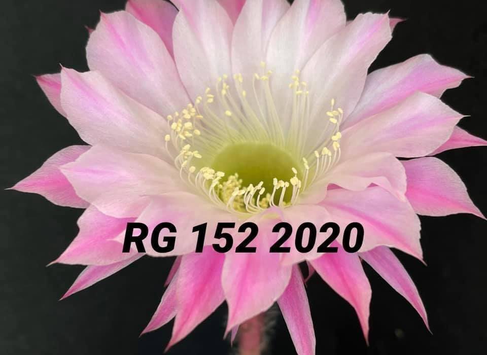 Siracactus-Cactus-Echinopsis-hybrid-152-2020.jpg
