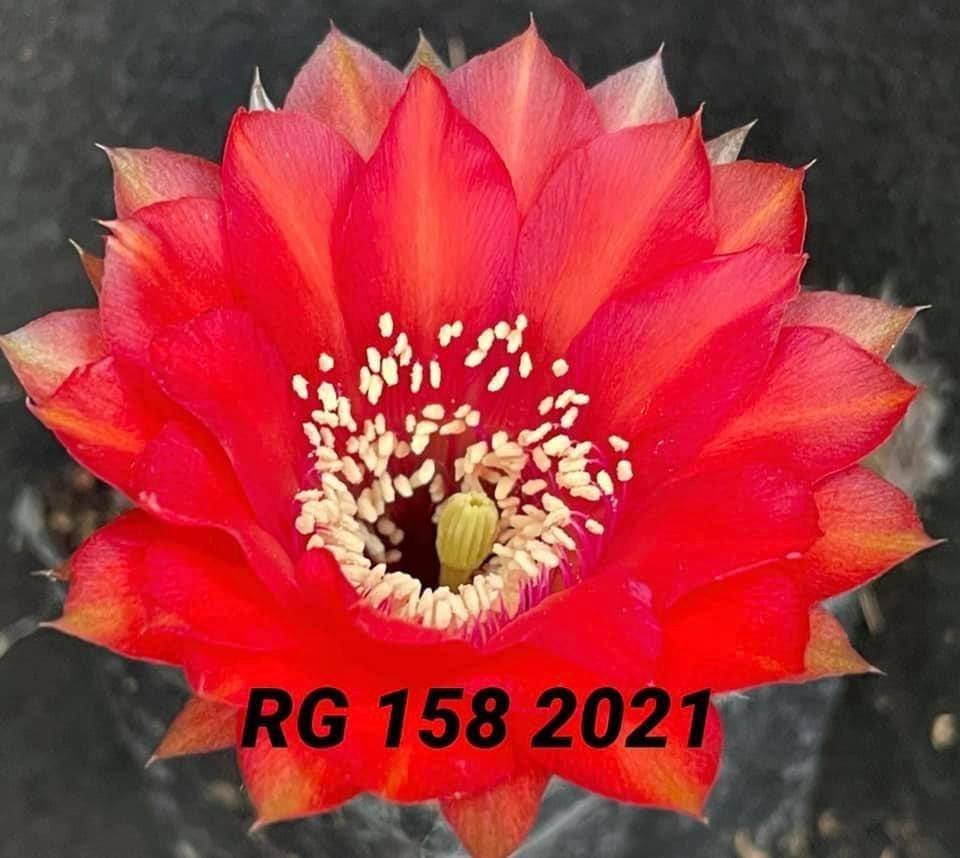 Siracactus-Cactus-Echinopsis-hybrid-158-2021.jpg