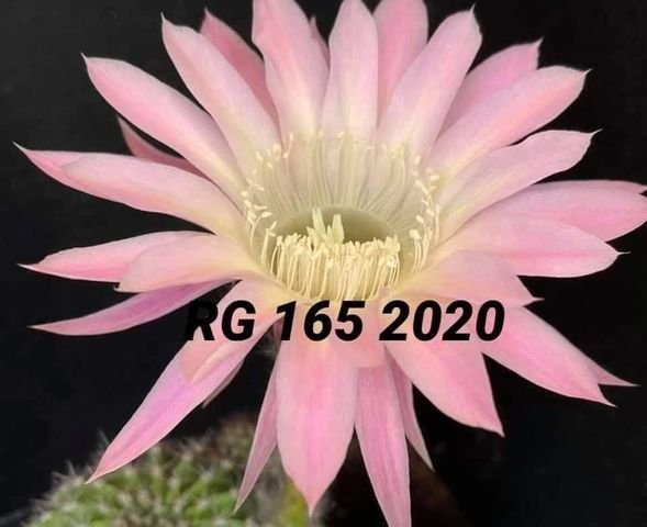 Siracactus-Cactus-Echinopsis-hybrid-165.jpg