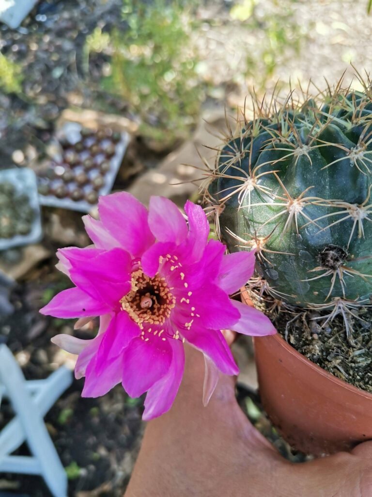 Siracactus-Cactus-Echinopsis-hybrid-3-1.jpg