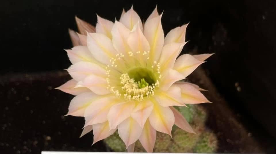 Siracactus-Cactus-Echinopsis-hybrid-330-3.jpg