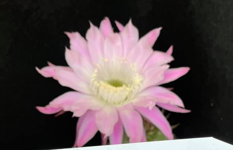 Siracactus-Cactus-Echinopsis-hybrid-414-2021.jpg