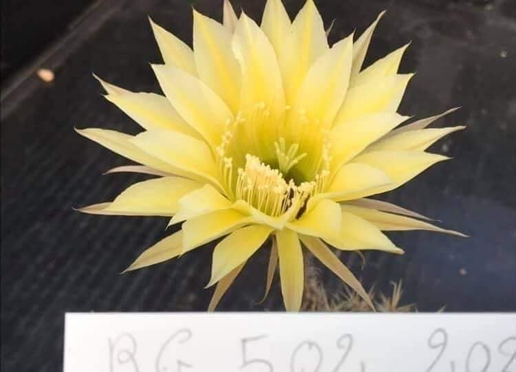 Siracactus-Cactus-Echinopsis-hybrid-502.jpg