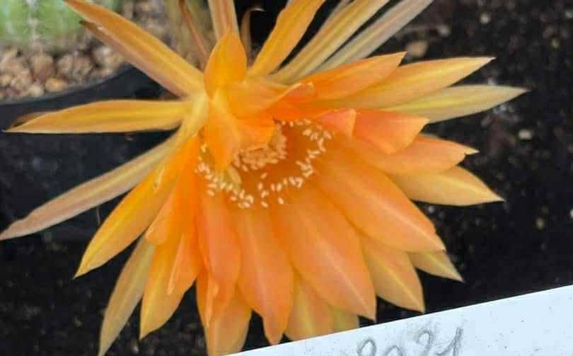 Siracactus-Cactus-Echinopsis-hybrid-517-2021.jpg
