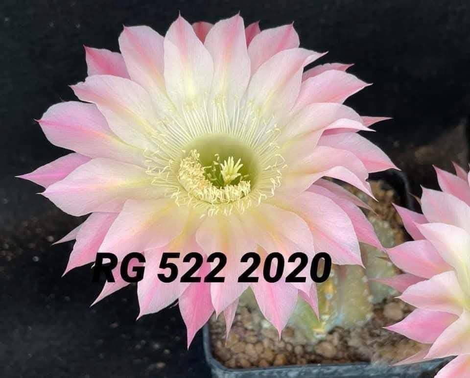 Siracactus-Cactus-Echinopsis-hybrid-522.jpg