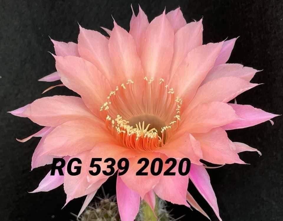 Siracactus-Cactus-Echinopsis-hybrid-539.jpg