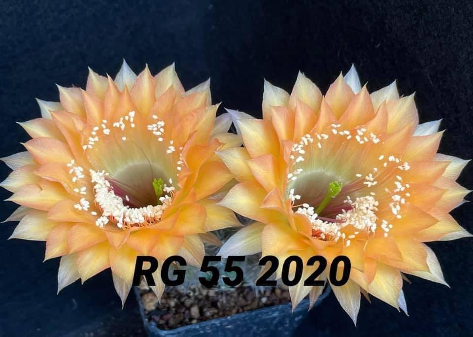 Siracactus-Cactus-Echinopsis-hybrid-55.jpg