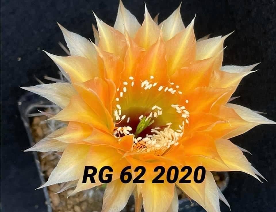 Siracactus-Cactus-Echinopsis-hybrid-62-2020.jpg