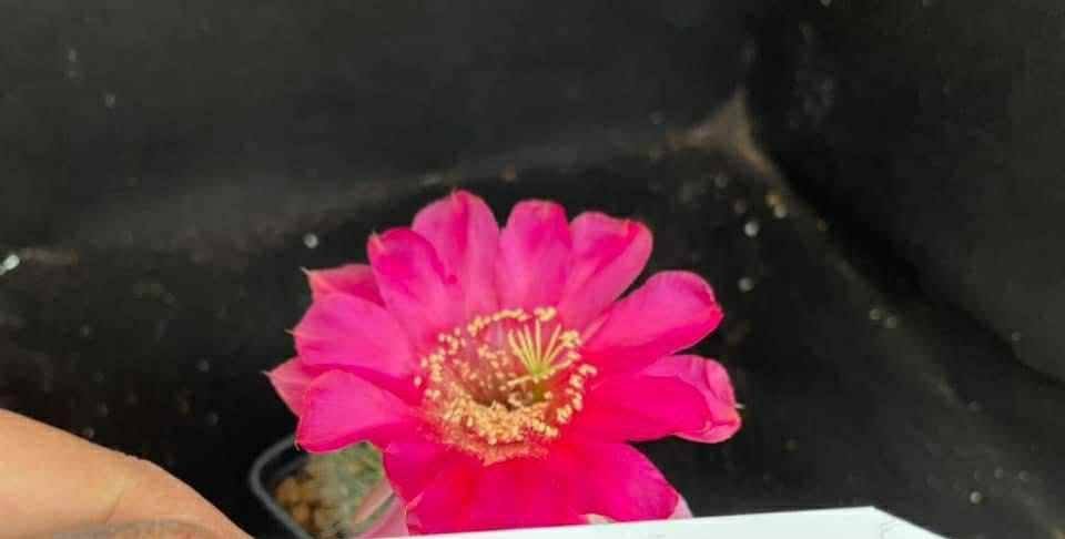 Siracactus-Cactus-Echinopsis-hybrid-682-2021.jpg