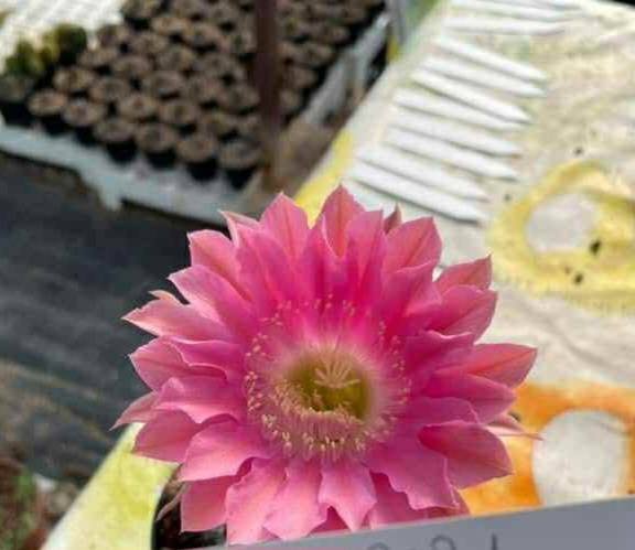 Siracactus-Cactus-Echinopsis-hybrid-683.jpg