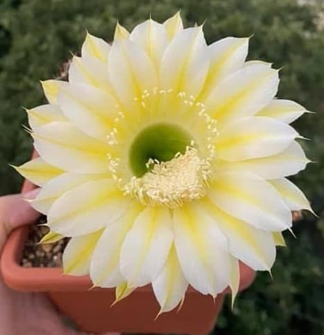 Siracactus-Cactus-Echinopsis-hybrid-cv-Icarus-Shick.jpg