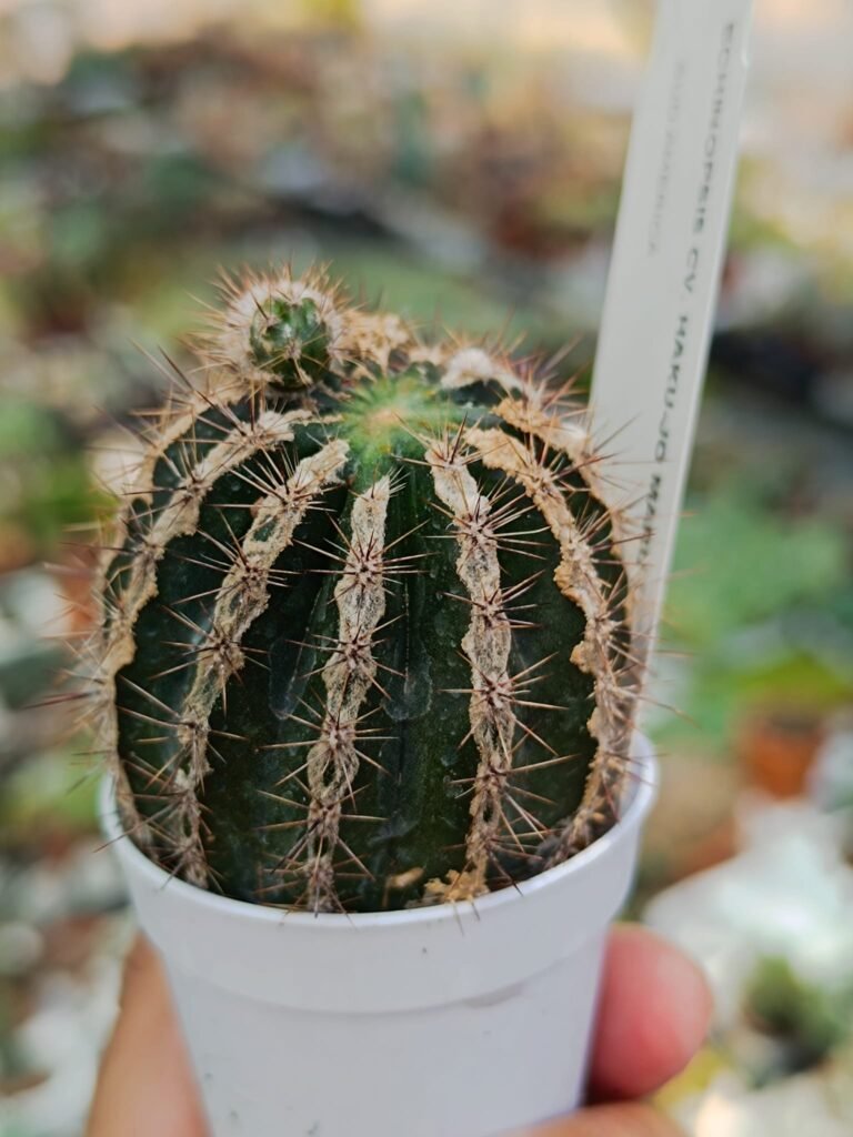 Siracactus-Cactus-Echinopsis-hybrid-cv-haku-jo-maru.jpg