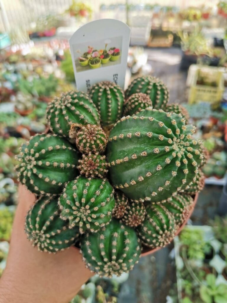 Siracactus-Cactus-Echinopsis-hybrid-super-accestita.jpg