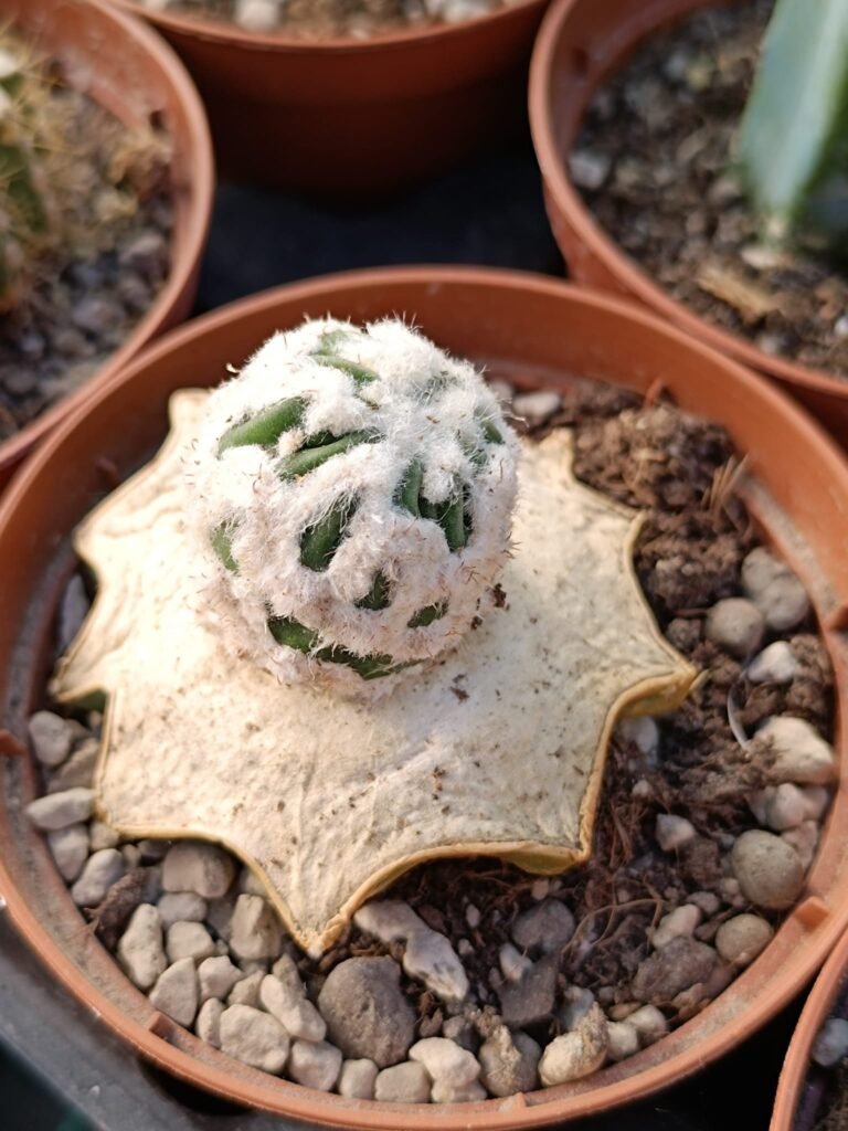 Siracactus-Cactus-Echinopsis-subdenudata-CV-fuzzy-navel-f.-Mostruosa-innestata.jpg