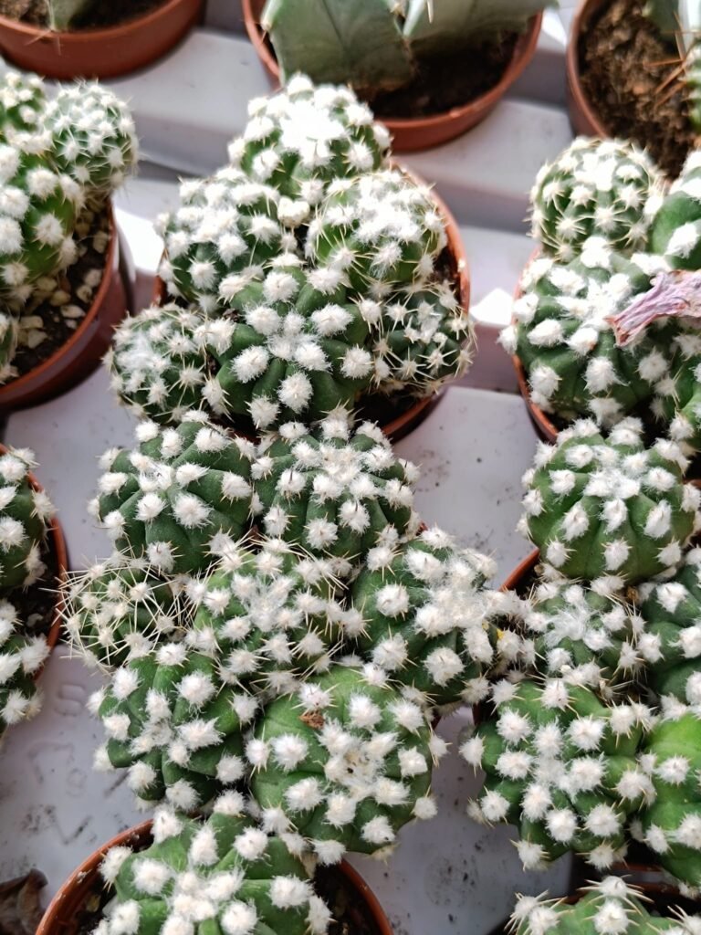 Siracactus-Cactus-Echinopsis-subdenudata-v.-Fuzzy-navel-accestiti.jpg