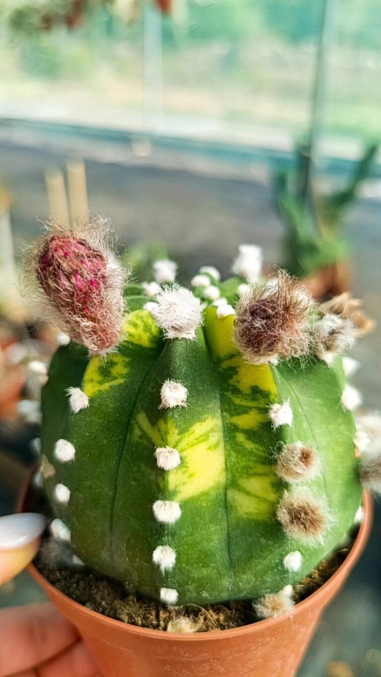 Siracactus-Cactus-Echinopsis-subdenudata-variegata-1.jpg