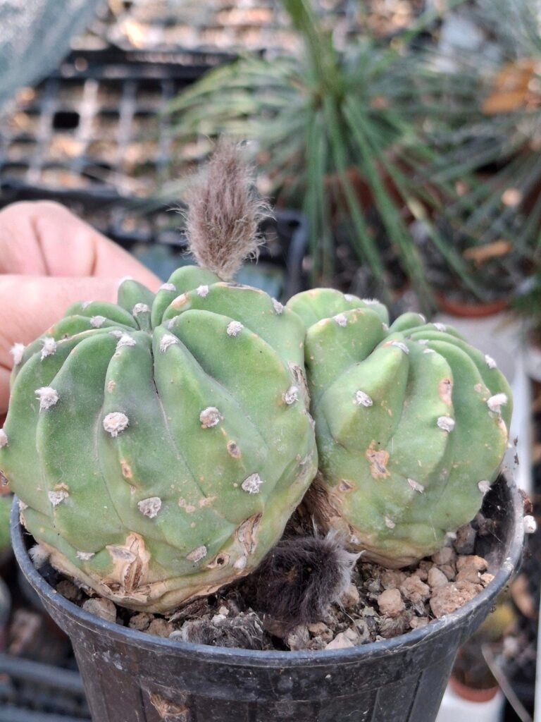 Siracactus-Cactus-Echinopsis-subdenudata-x2.jpg