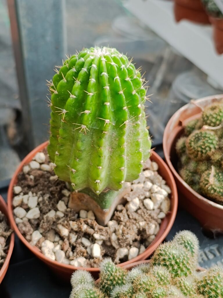 Siracactus-Cactus-Echinopsis-sunny-innestato-1.jpg