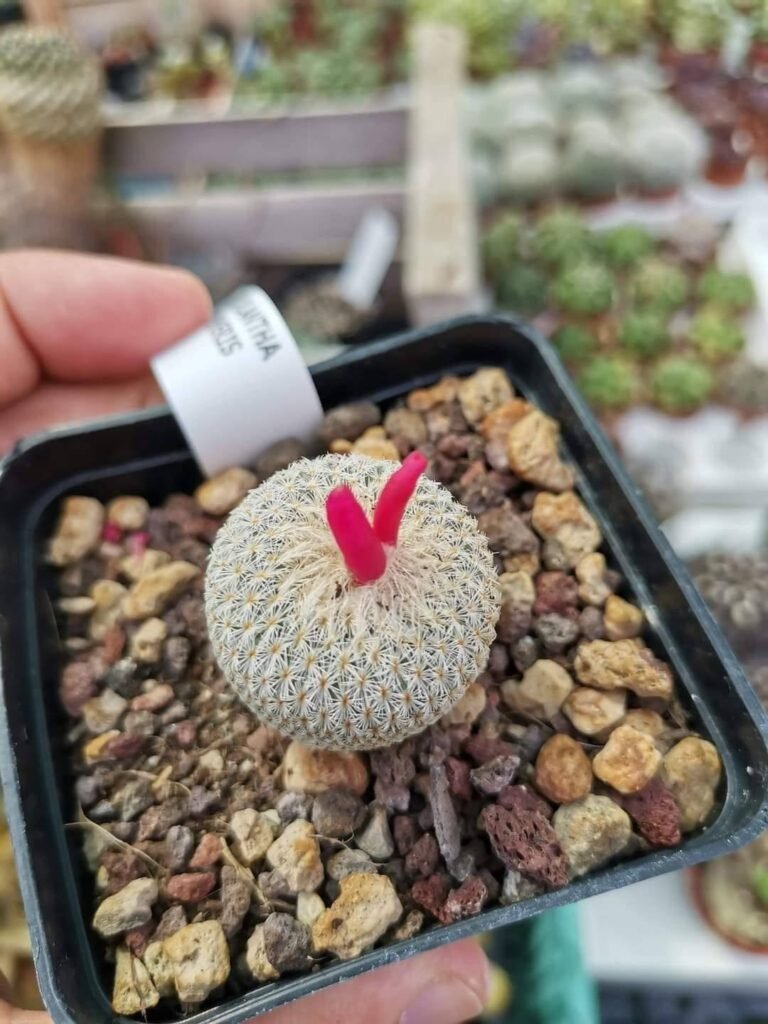 Siracactus-Cactus-Epithelantha-micromeris.jpg