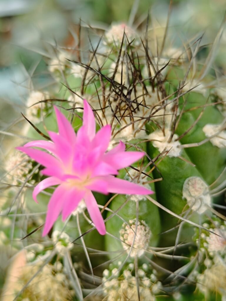 Siracactus-Cactus-Eriosyce-clavata.jpg