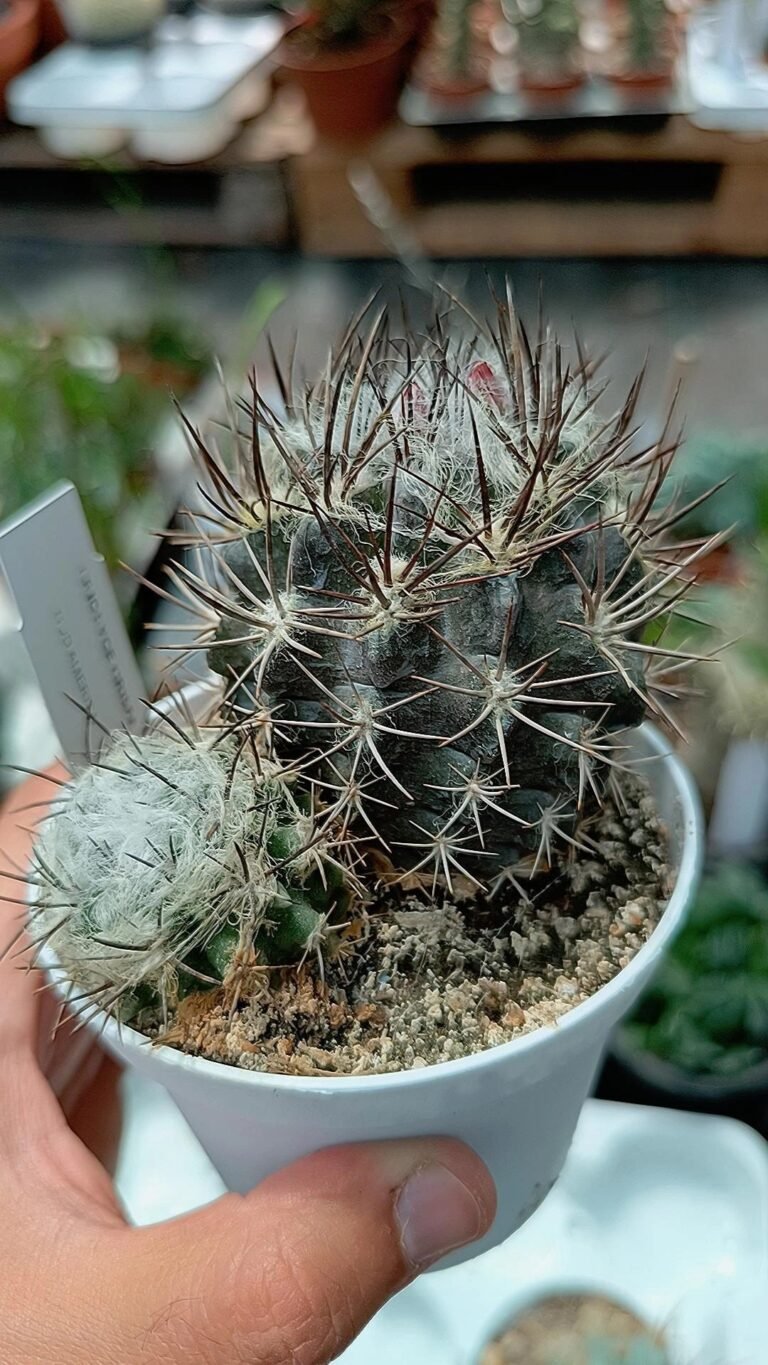 Siracactus-Cactus-Eriosyce-crispa.jpg
