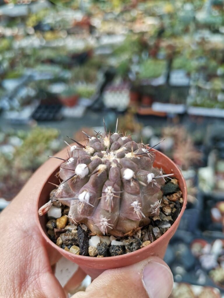 Siracactus-Cactus-Eriosyce-heinrichiana-FK-465.jpg