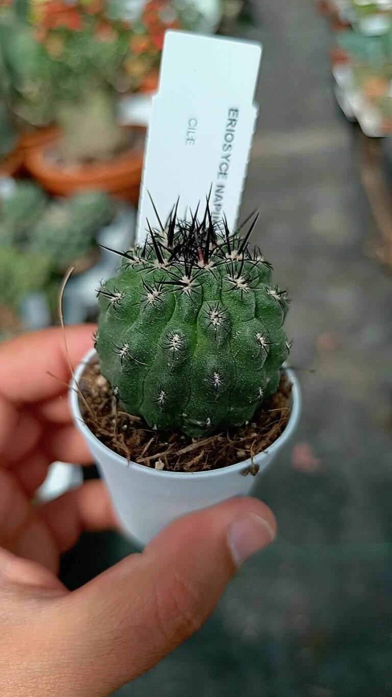 Siracactus-Cactus-Eriosyce-napina.jpg