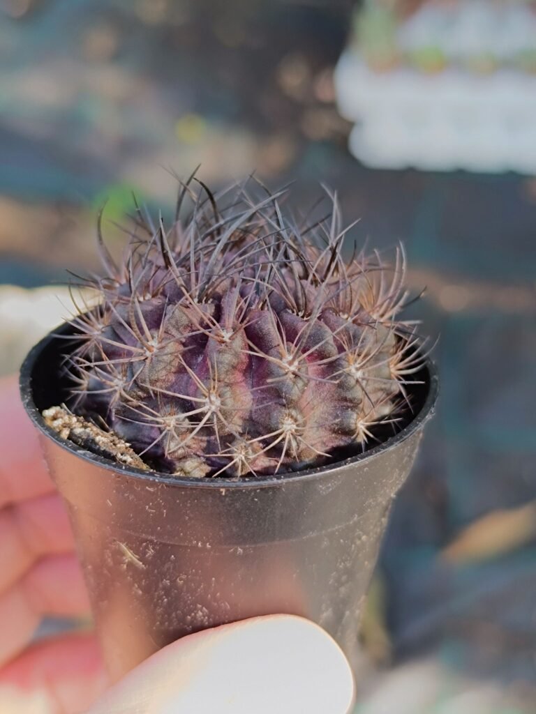 Siracactus-Cactus-Eriosyce-pulchella.jpg