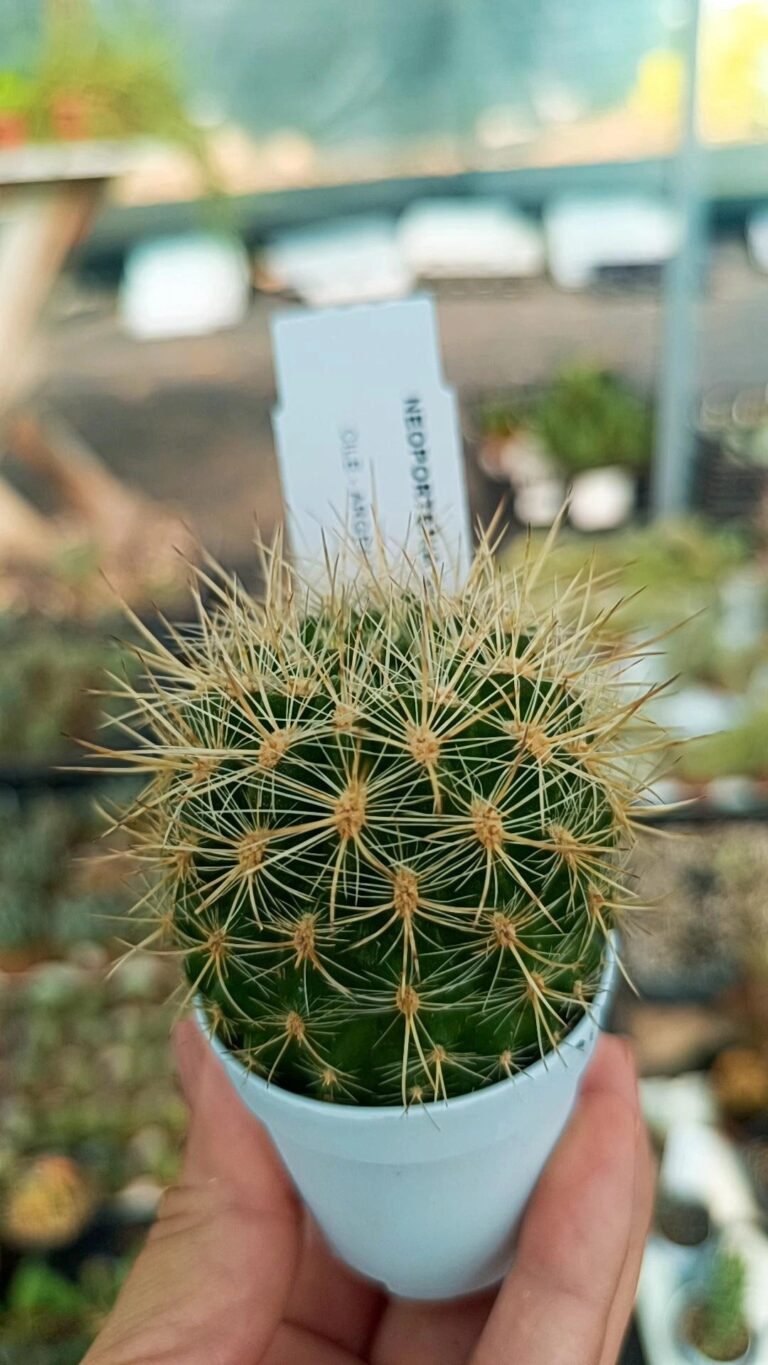 Siracactus-Cactus-Eriosyce-subgibbosa-3.jpg