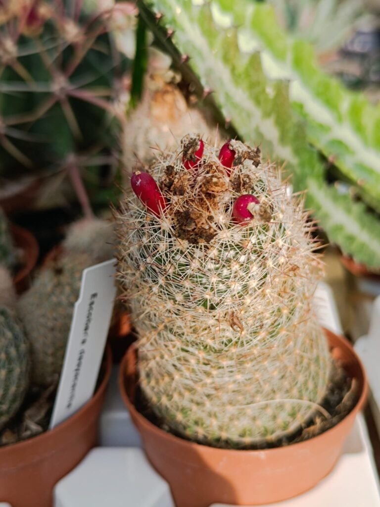 Siracactus-Cactus-Escobaria-dasyacantha-1.jpg