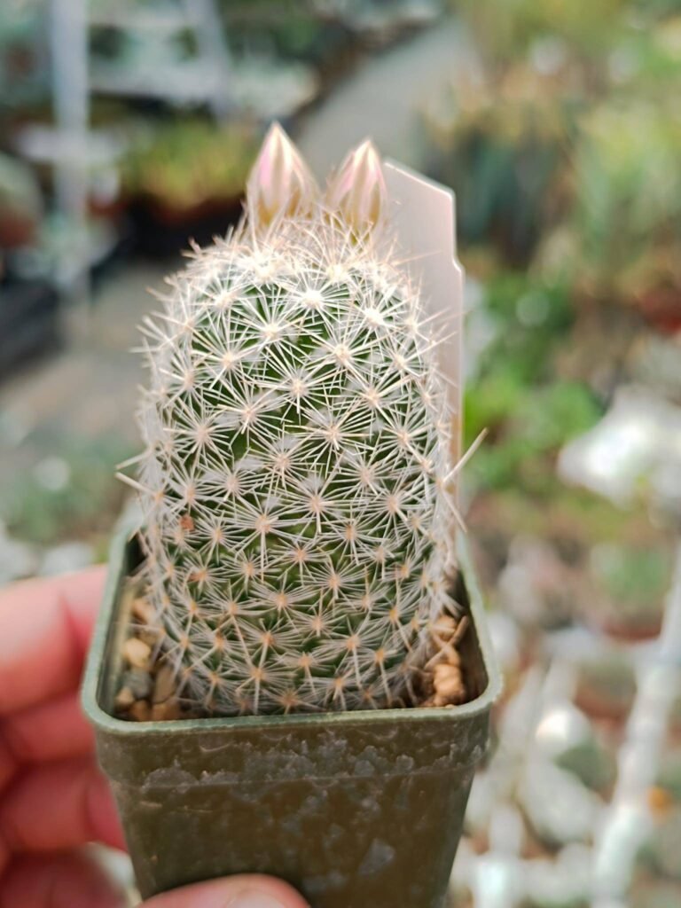 Siracactus-Cactus-Escobaria-dasyacantha.jpg