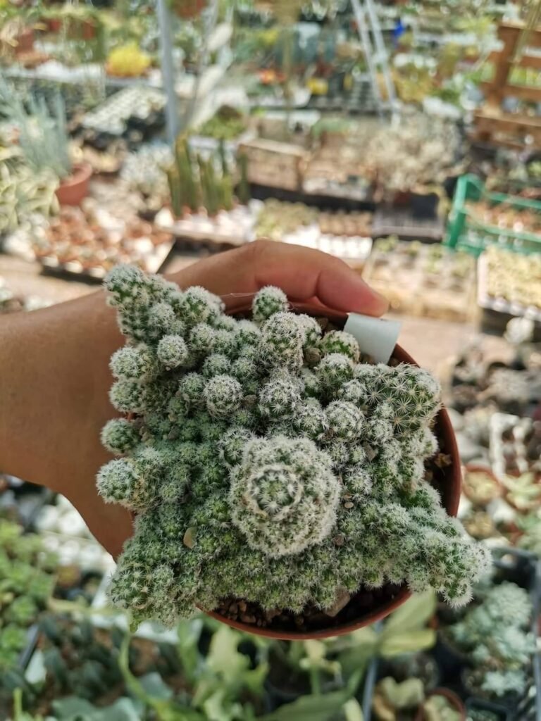 Siracactus-Cactus-Escobaria-sneedii.jpg