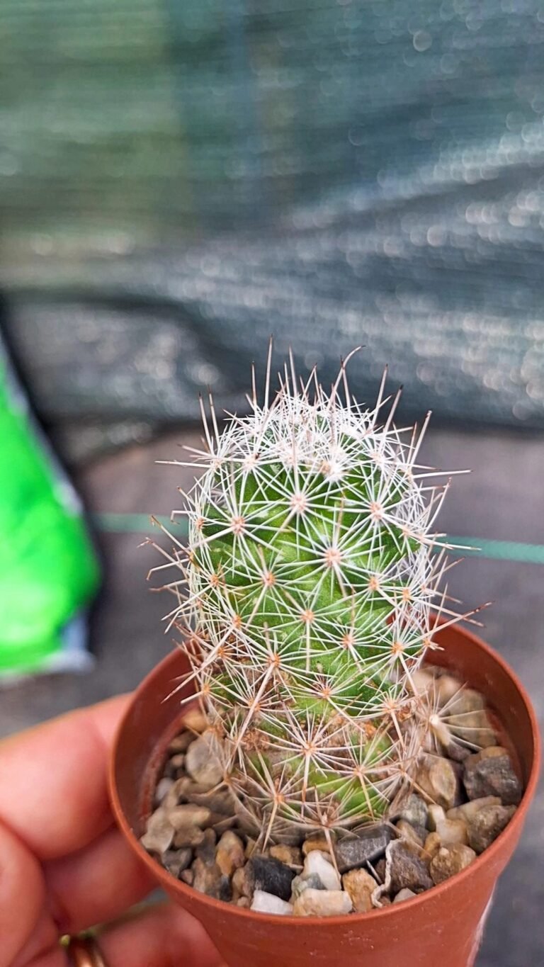 Siracactus-Cactus-Escobaria-tuberculosa-1.jpg