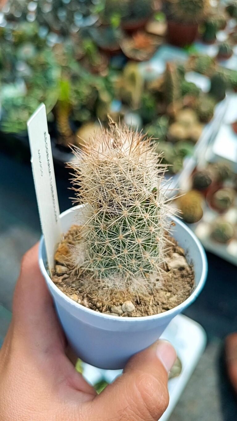 Siracactus-Cactus-Escobaria-tuberculosa.jpg