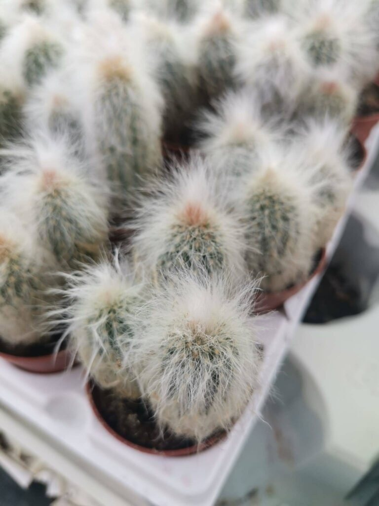 Siracactus-Cactus-Espostoa-lanata-2.jpg