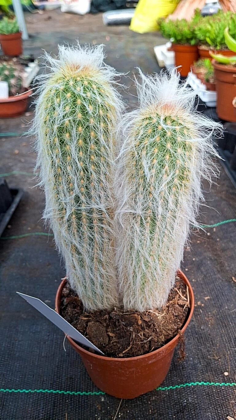 Siracactus-Cactus-Espostoa-melanostele-4.jpg