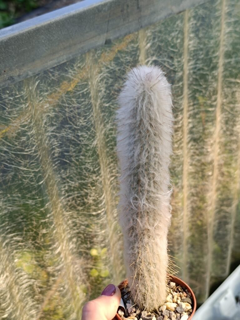 Siracactus-Cactus-Espostoopsis-dibowskii.jpg