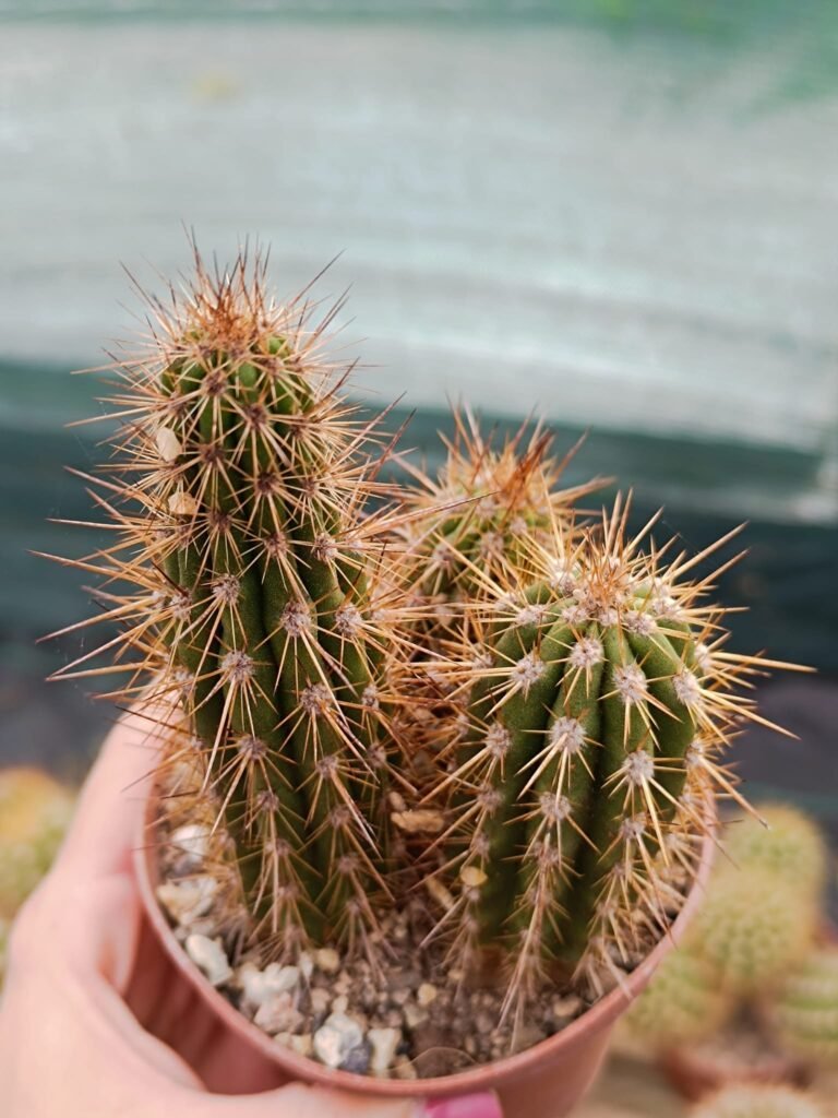 Siracactus-Cactus-Eulychnia-breviflora-accestita.jpg