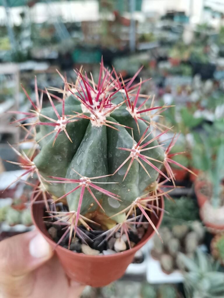 Siracactus-Cactus-Ferobergia-piliferus-x-fordii.jpg