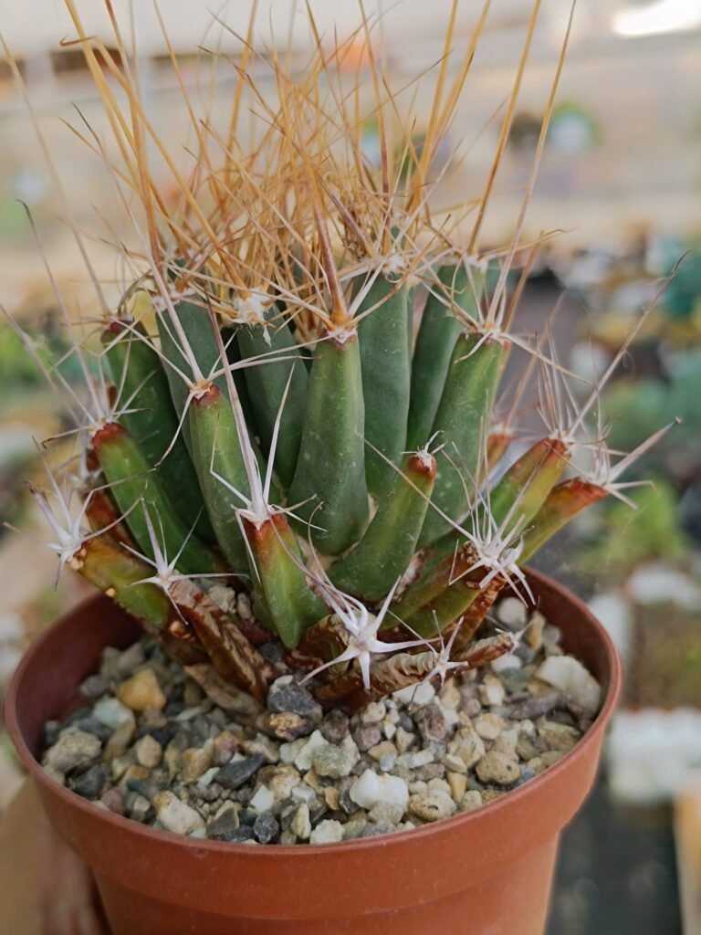 Siracactus-Cactus-Ferobergia-violet-1.jpg