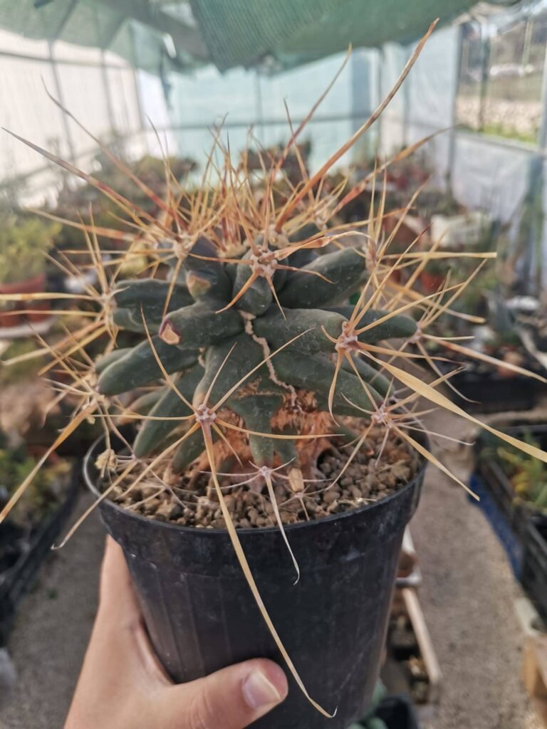 Siracactus-Cactus-Ferobergia-violet-4.jpg