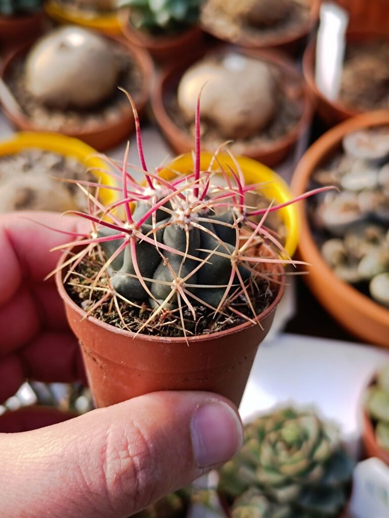 Siracactus-Cactus-Ferocactus-Hybrid-rectispinus.jpg